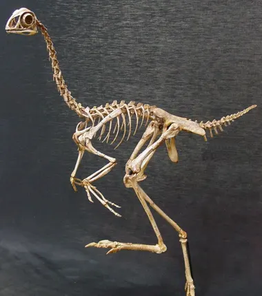 Un oviraptorosaure